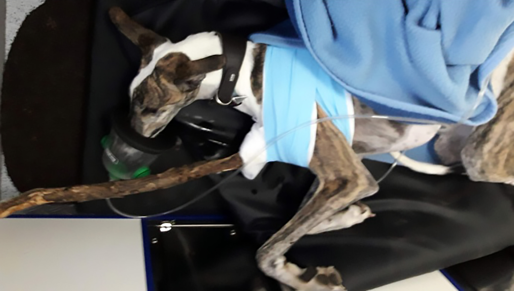 Read more about the article Poor Greyhound Ran So Fast It Impaled Itself On Branch
