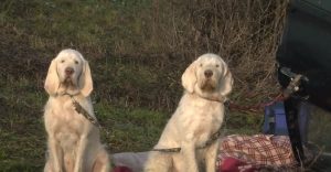 Read more about the article Dogs Left Tied To Car In Cold After Shocking Crash
