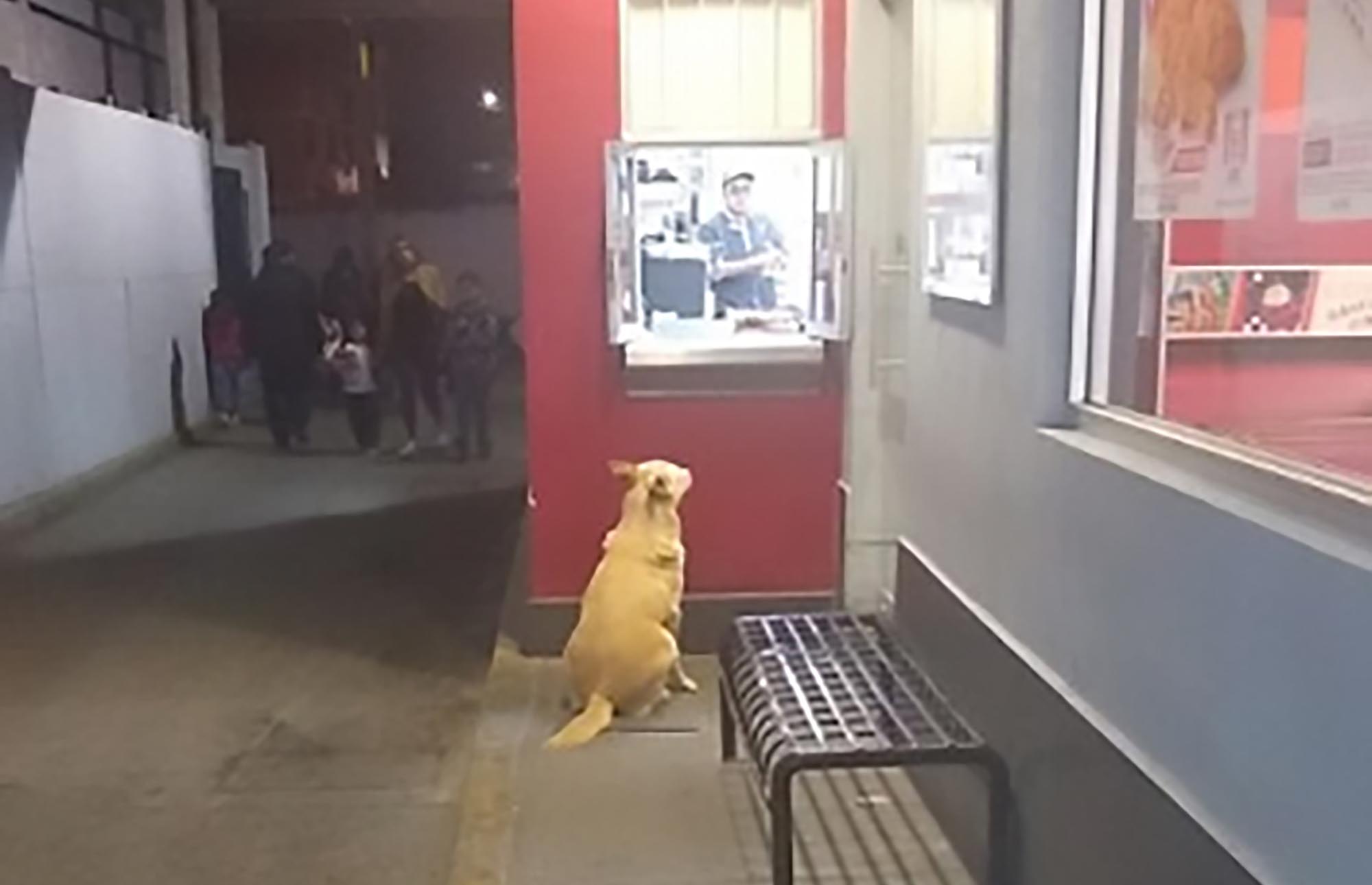 Read more about the article Stray Dog Patiently Waits Outside KFC For Its Dinner
