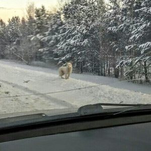 Read more about the article Sad Dog Waits For Owner On Freezing Roadside For 3 Mths