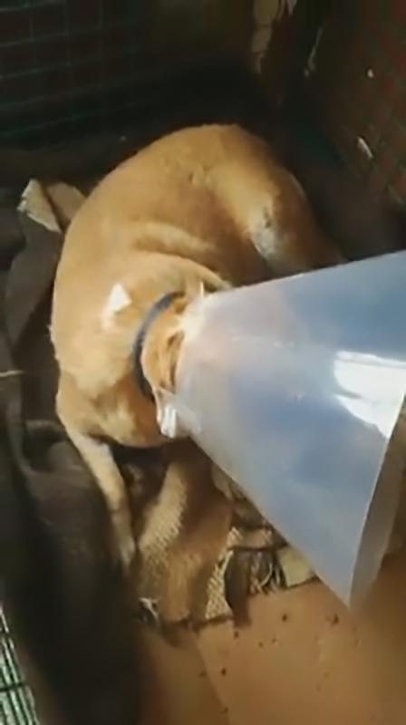 Read more about the article Stray Dog Loses Eye After Thinking Firework Was Food