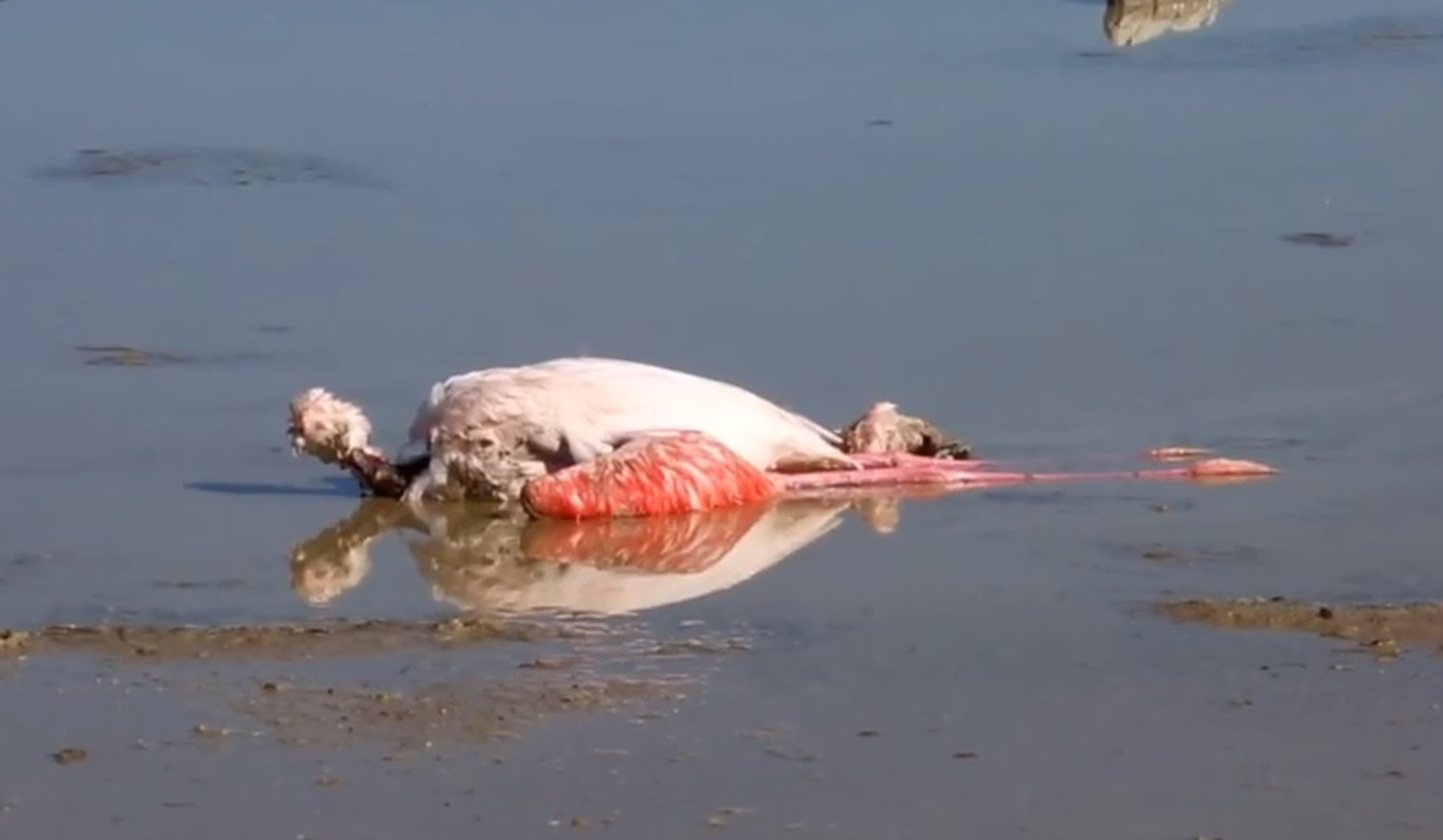 Read more about the article Beautiful Flamingo Migration Threatened By Deaths