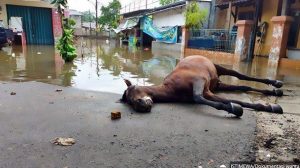 Read more about the article Pics Show Hero Horse Who Died Saving Flood Vics