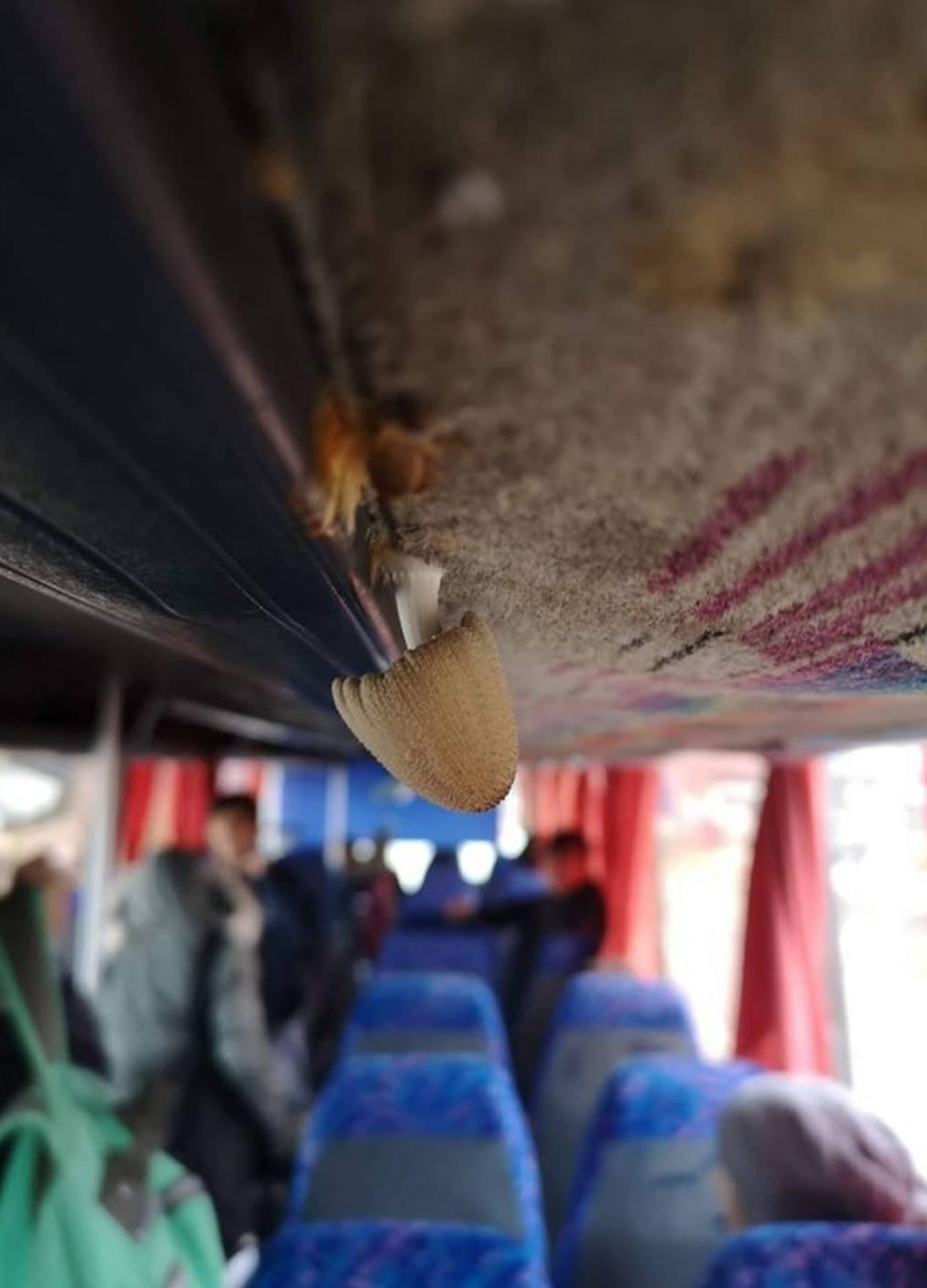 Read more about the article Mushrooms Growing From Ceiling Of Damp School Bus