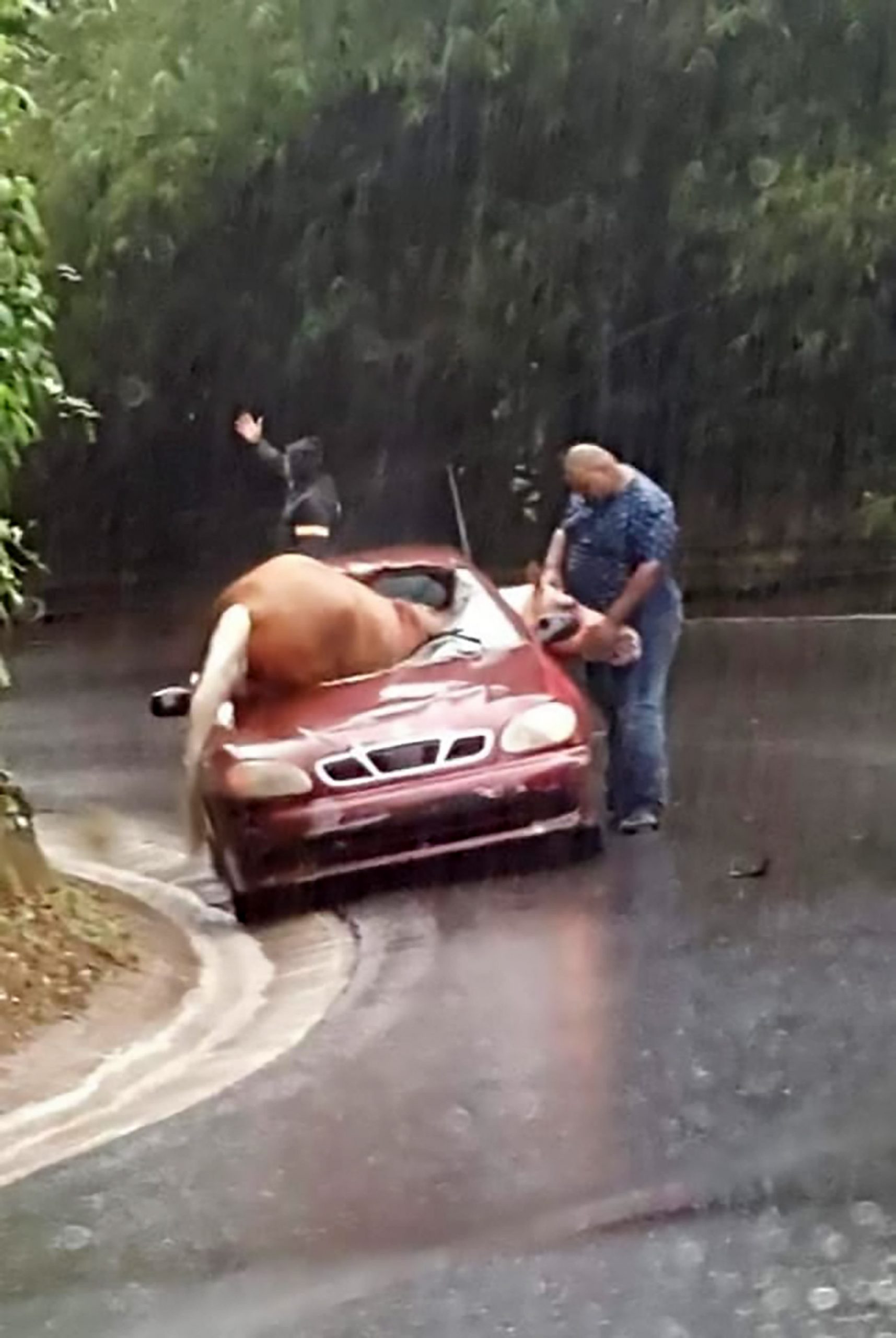 Read more about the article Viral: Horses Body Stuck In Windscreen After Car Smash