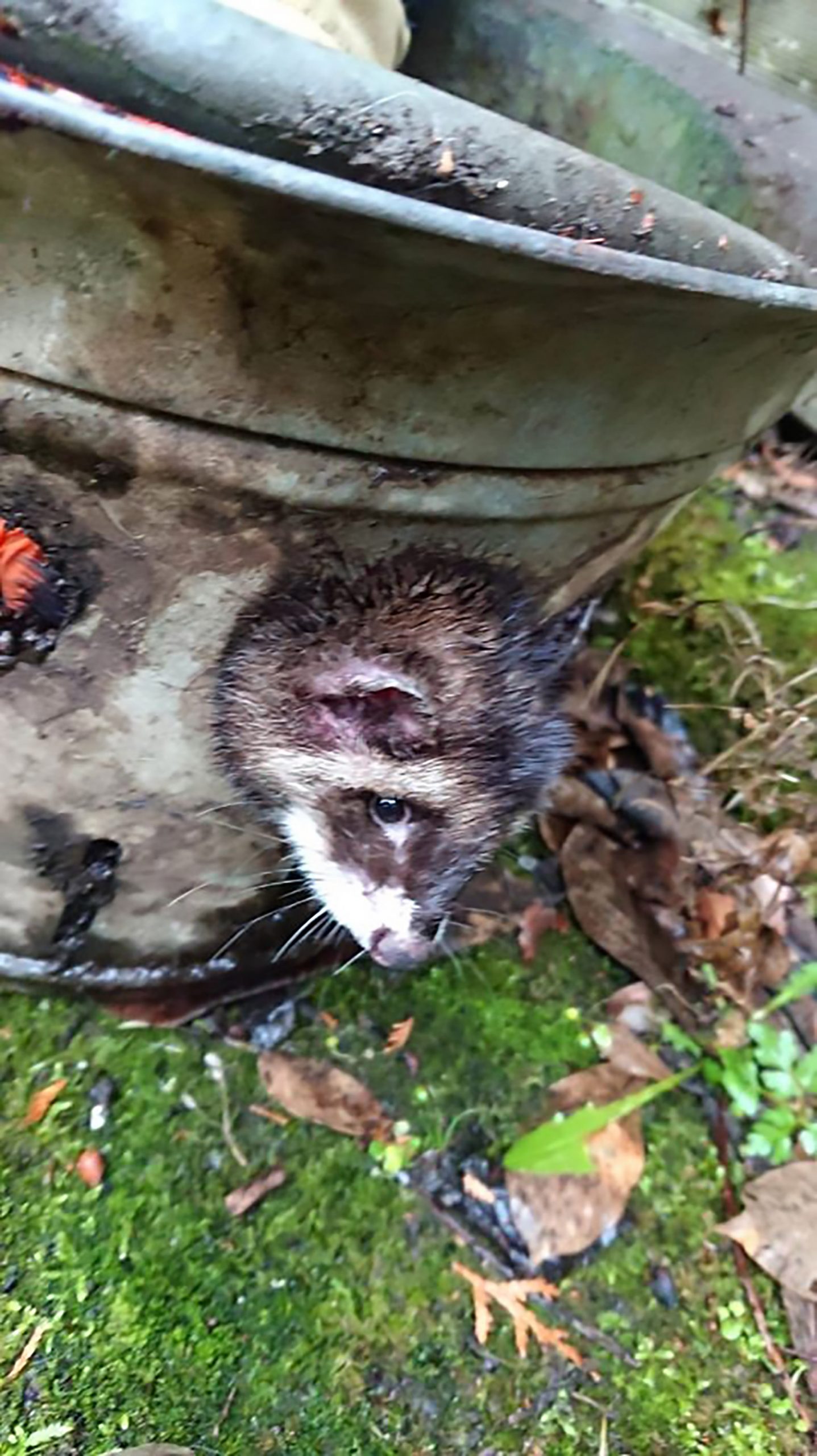Read more about the article Fireman Free Poor Marten With Head Stuck In Bucket