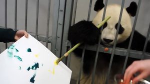 Read more about the article Zoo Pandas Take Up Painting To Raise Cash And Relax