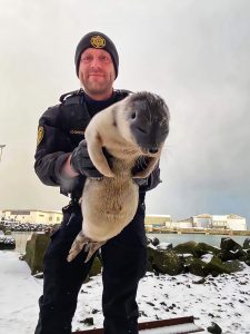 Read more about the article Fur From Home: Arctic Seal Pup Ends Up In South Iceland