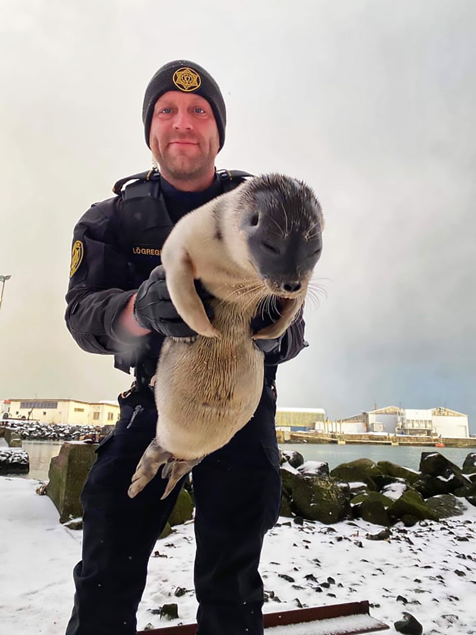 Read more about the article Fur From Home: Arctic Seal Pup Ends Up In South Iceland