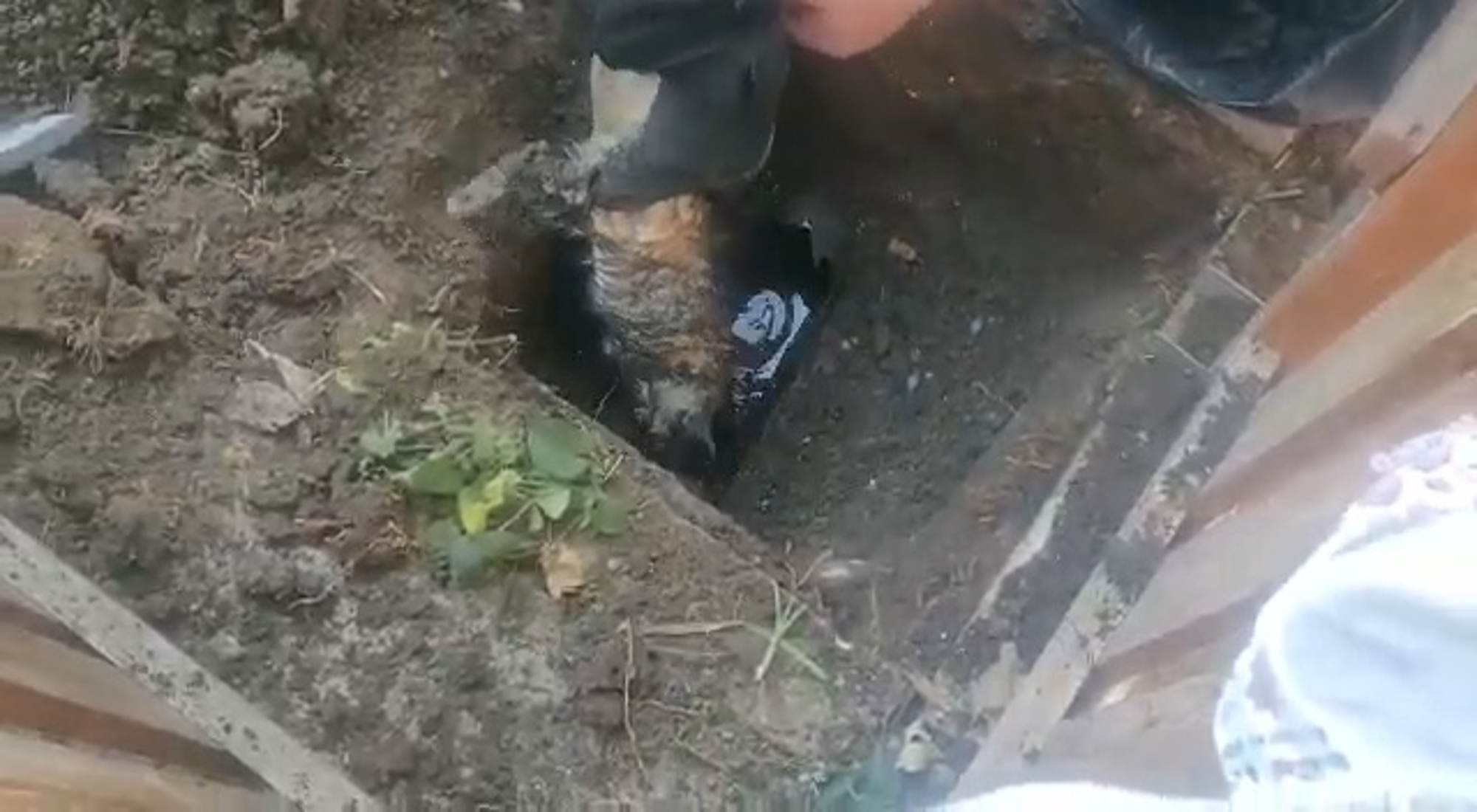 Read more about the article Moment Firemen Rescue Trapped Cat From Sewage Pipe
