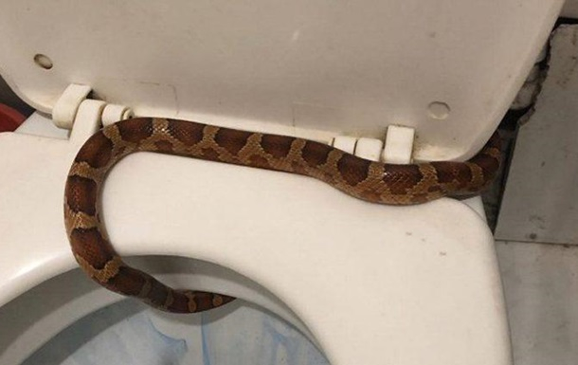 Read more about the article Russian Woman Finds Snake Slithering Around Toilet