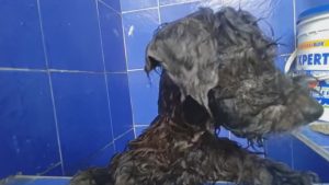 Read more about the article Poor Pooch Dumped In Sewer With Eyes Glued Shut