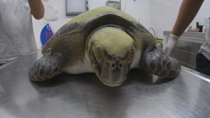 Read more about the article Turtle Poos Plastic After Being Rescued From Fish Net