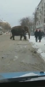 Read more about the article Circus Elephant Rolls In Snow In Minus 5 Russian Winter