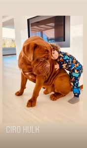 Read more about the article Messi 1yo Laying On Top Of His Aptly Named Dog Hulk