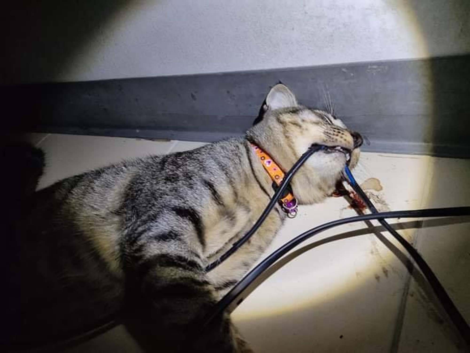 Read more about the article Poor Dead Cat Found With Nibbled Power Cable In Mouth