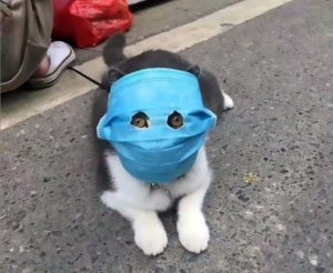 Read more about the article Cute Pooches And Moggies Wear Coronavirus Masks