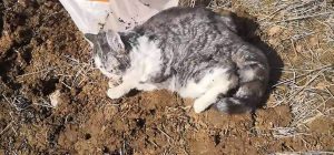 Read more about the article Chinese Mans Cat Buried Alive While He Was Quarantined