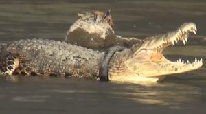 Read more about the article Poor Croc Has Huge Tyre Trapped Around Neck For Years