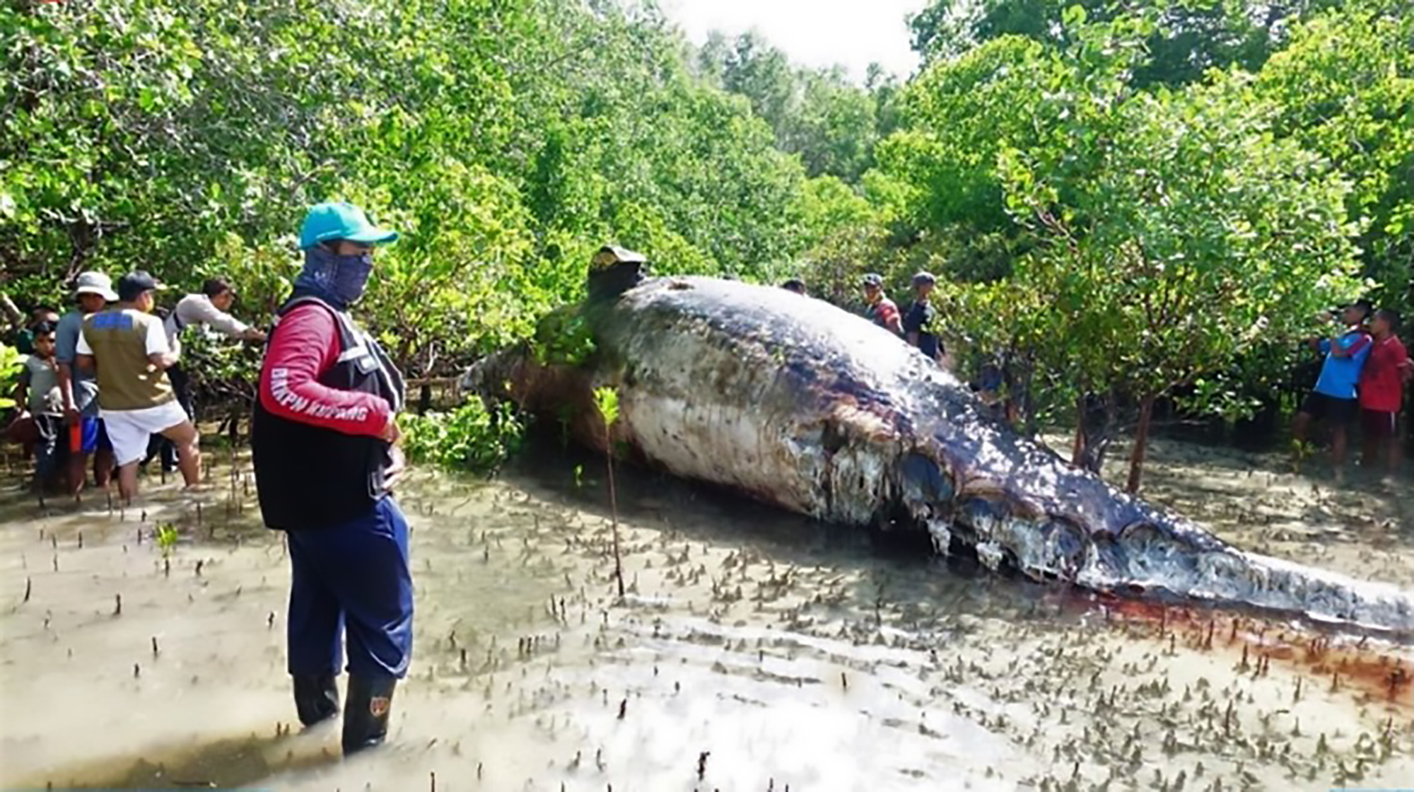 Read more about the article Body Of Huge Whale Found Lying In Indonesian Forest