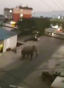 Read more about the article Male Elephant Filmed In Casual Village Stroll