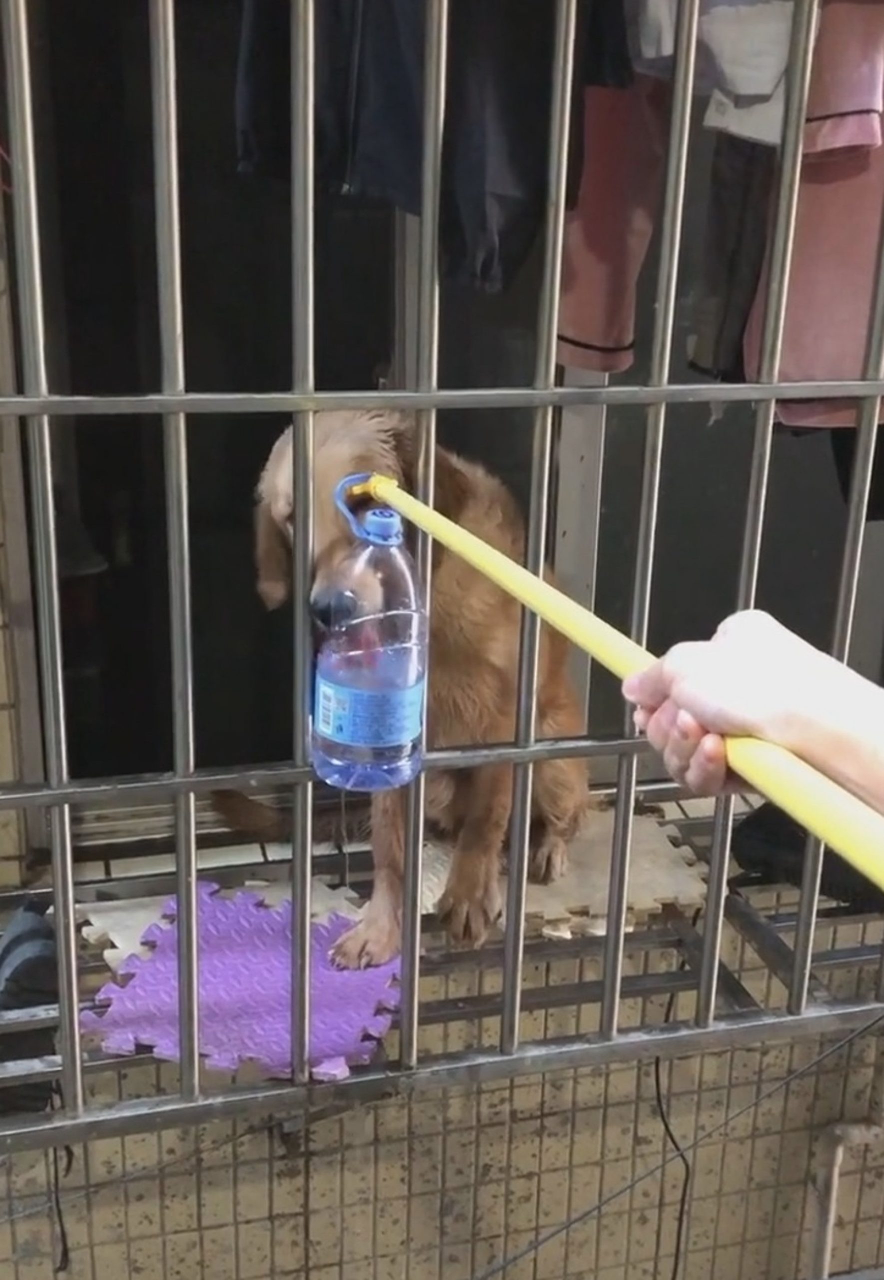 Read more about the article Woman Uses Pole To Feed Pooch After Owner Quarantined