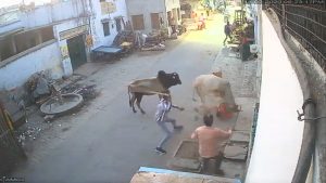 Read more about the article Stray Bull On Rampage Repeatedly Gores Man On Street