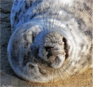 Read more about the article Adorable Baby Seal Snapped Soaking Up Rays At The Beach