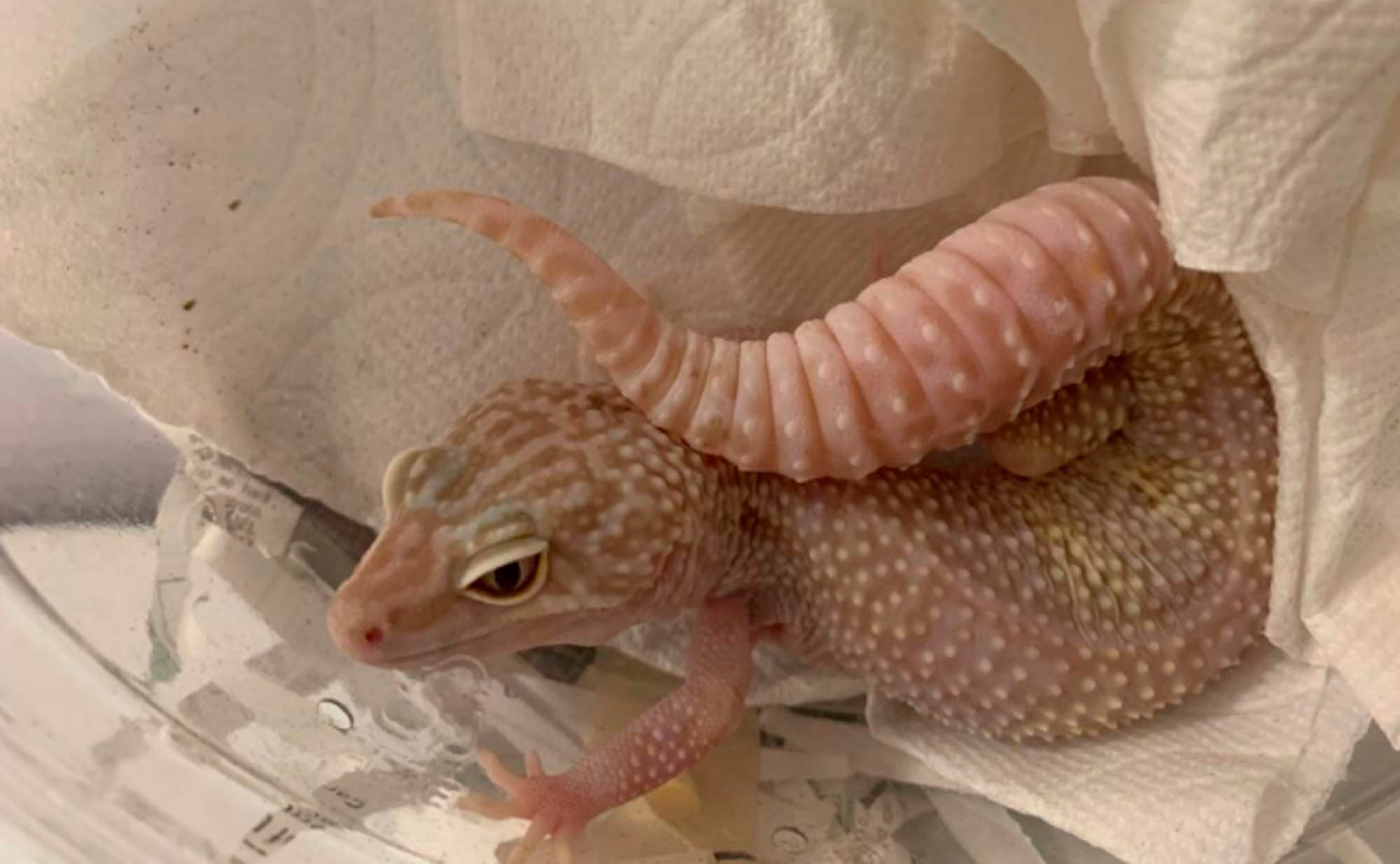 Read more about the article Albino Reptiles Found In Plastic Containers At Airport