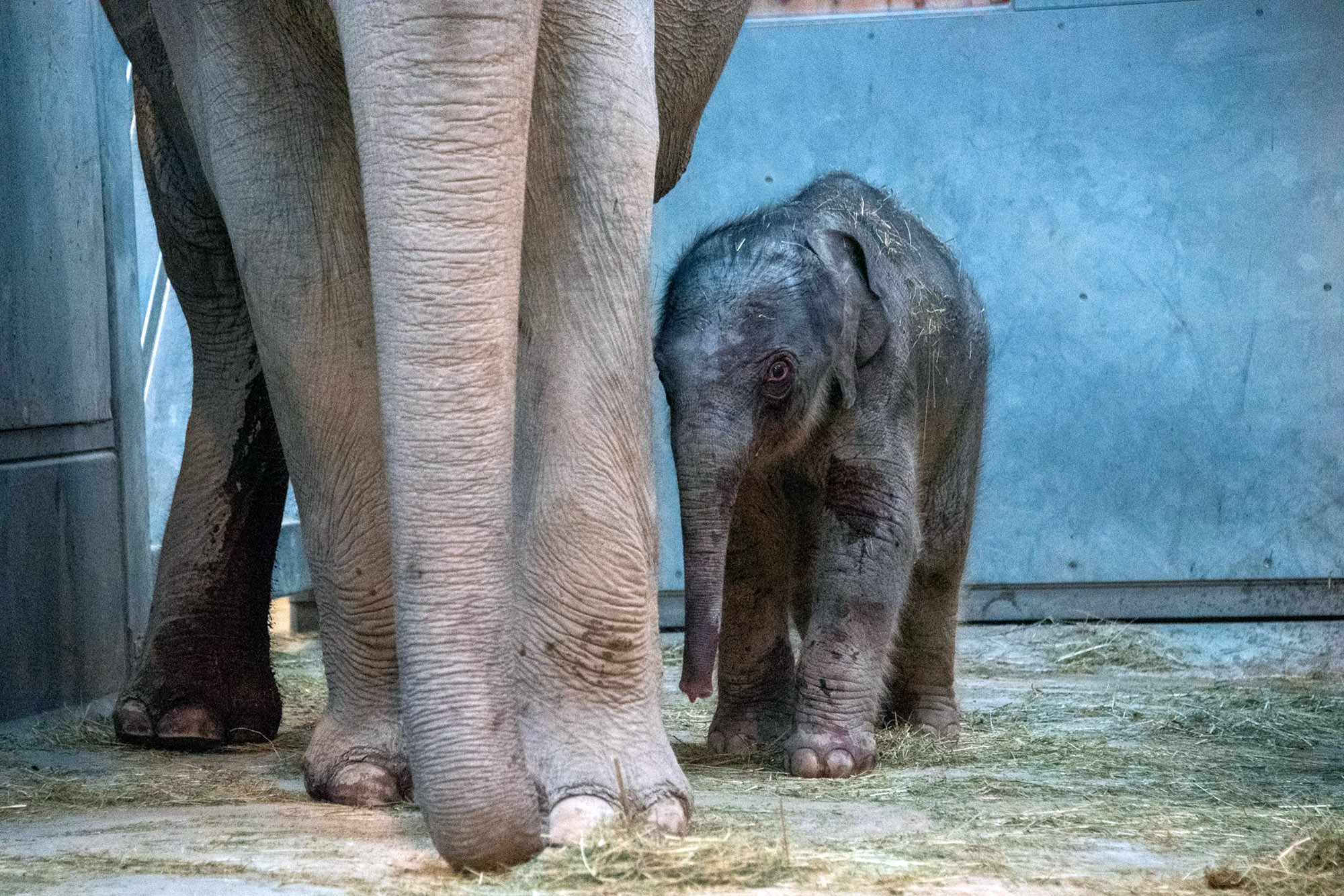 Read more about the article Baby Elephant Born After Two-Year Pregnancy