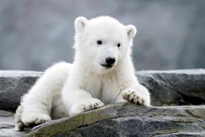 Read more about the article Zoo Reveals Polar Bear Cub Is Female And Seeks A Name