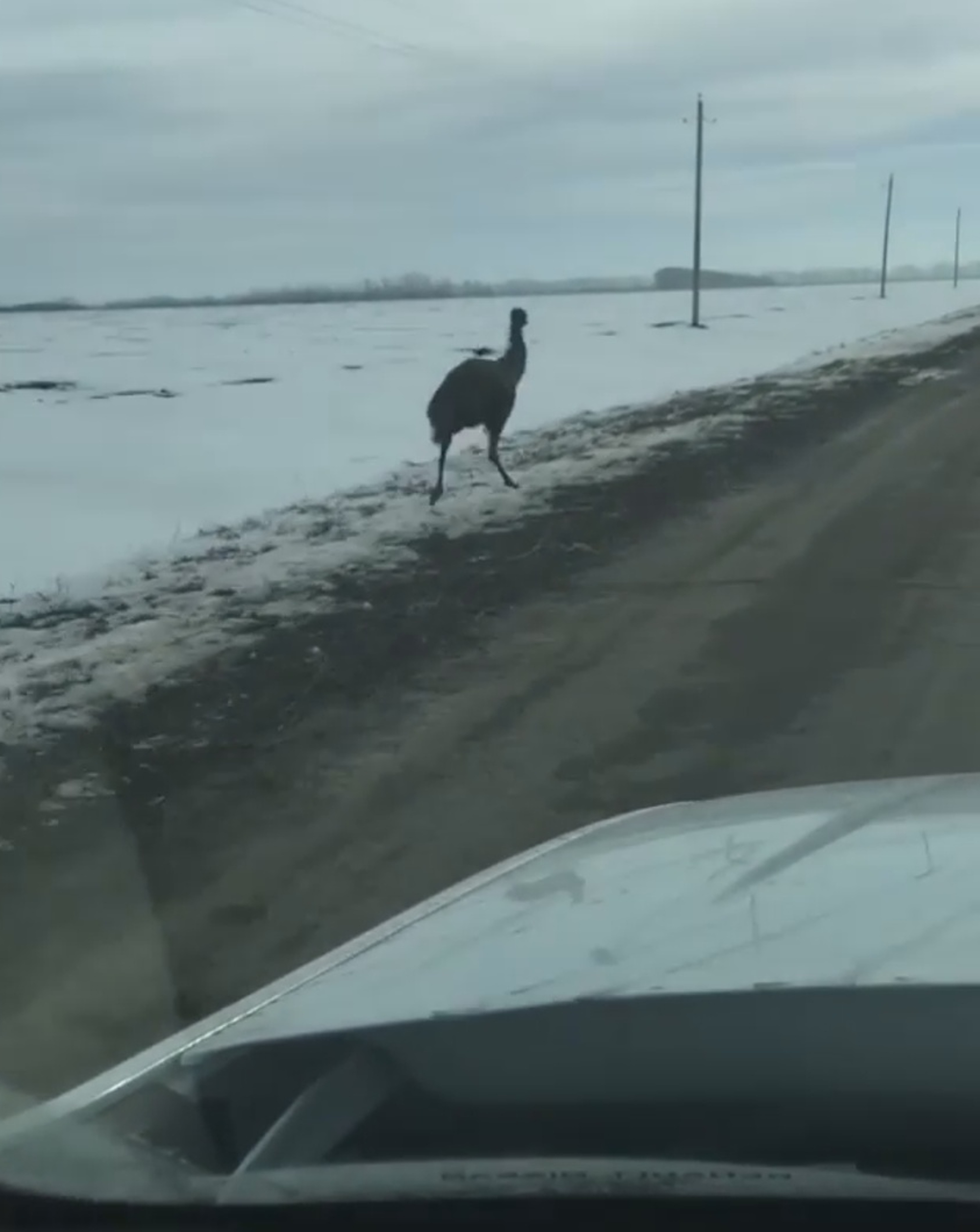 Read more about the article Beep Beep: Road-Running Emu Baffles Russian Driver