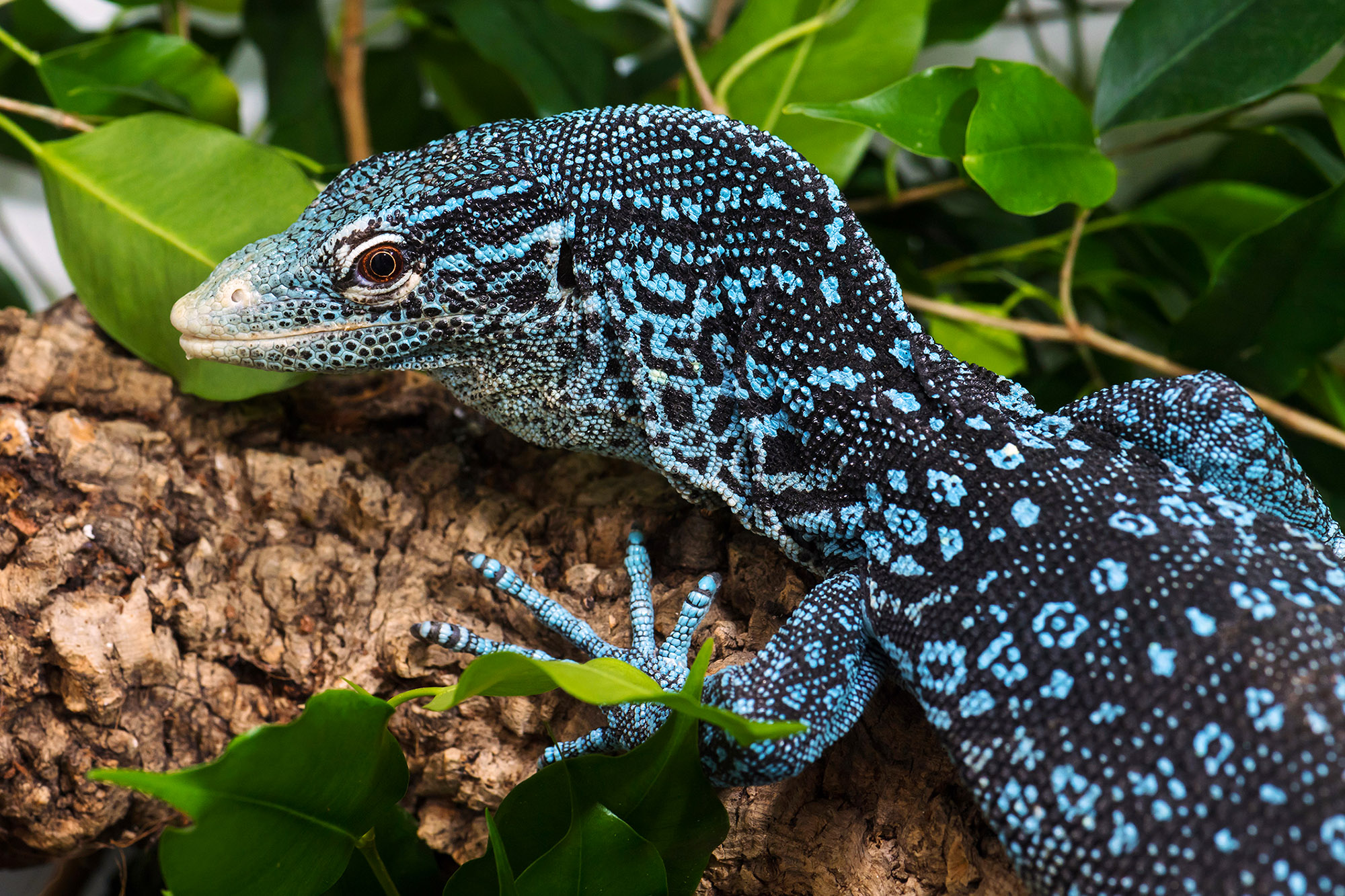 Read more about the article Endangered Blue Dragon Moves To Worlds Oldest Zoo