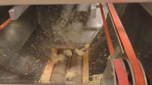 Read more about the article France Banning Baby Chick Crushing Is Hot Air