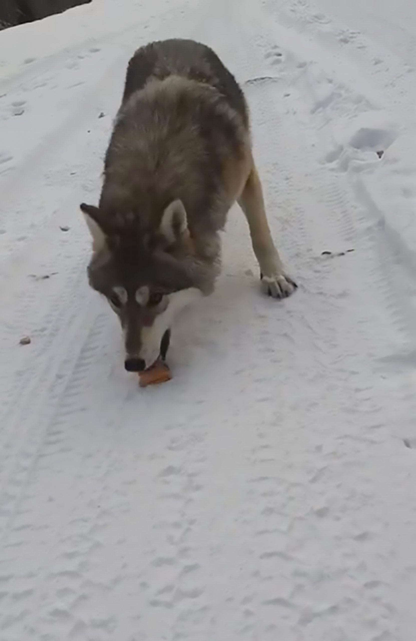 Read more about the article Viral: Speculation Over Missing Man Filmed Feeding Wolf