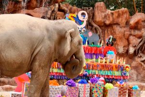 Read more about the article Trompita The Elephant Marks 59th Bday With 300-lb Cake