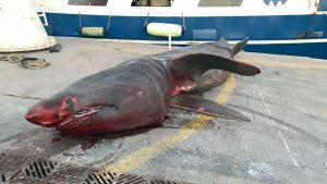 Read more about the article 22ft Long Endangered Shark Dragged Up By Spanish Trawler