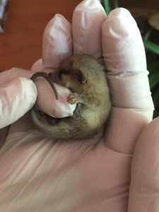 Read more about the article Adorable Tiny Marsupial Saved From Natural Park Wildfire