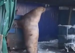 Read more about the article Hungry Seal Tries To Break Into Fish Processing Plant