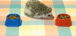 Read more about the article Lucky The Screaming Hedgehog Able To Predict The Weather