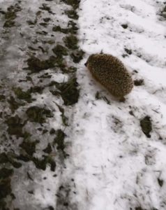 Read more about the article Hibernating Hedgehog Confuses Warm Winter For Spring