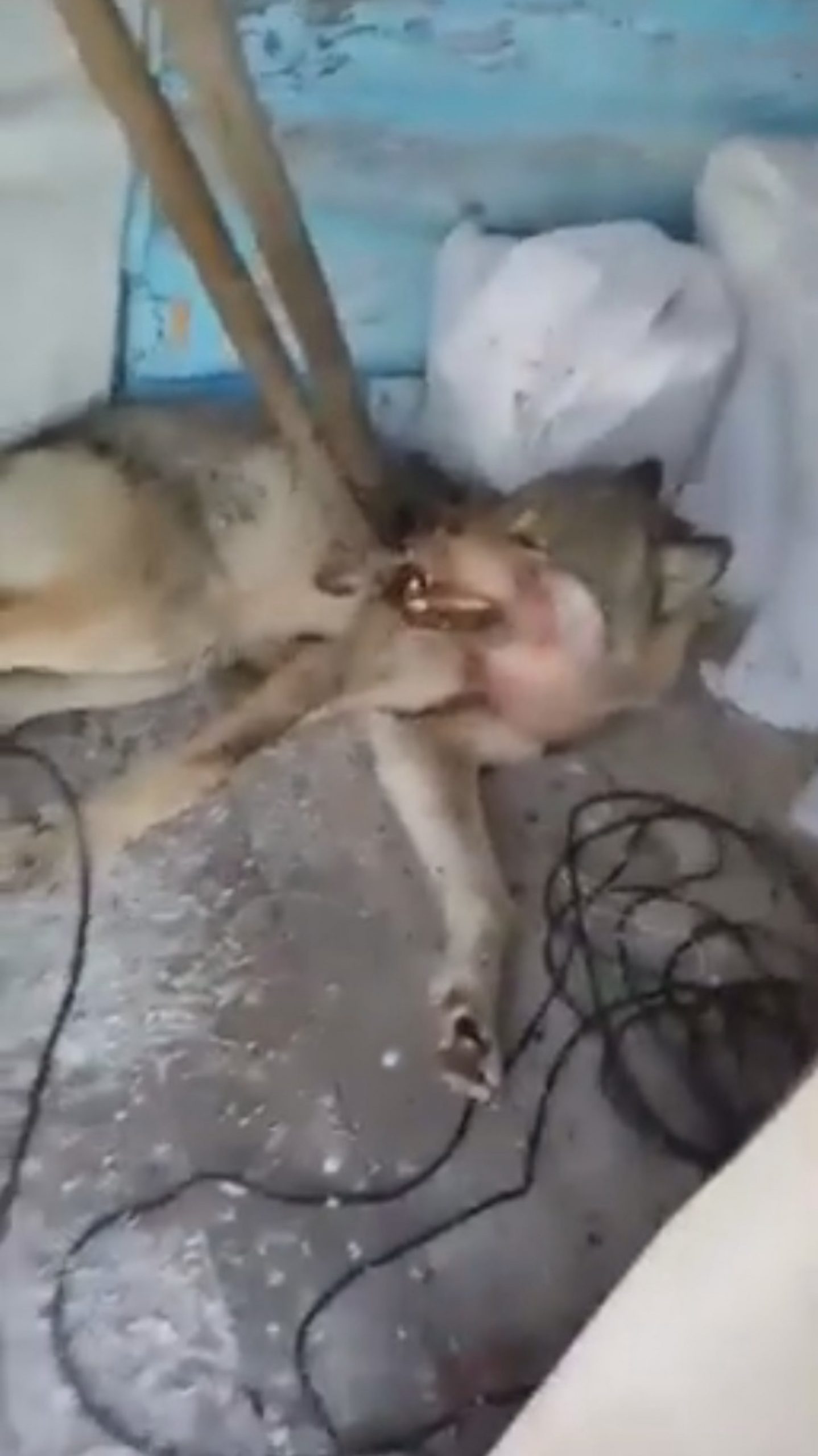 Read more about the article Man Pins Down Hungry Wolf That Raided His Farm