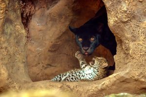 Read more about the article Adorable Fluffy Jaguar Cubs Born At Tenerife Zoo