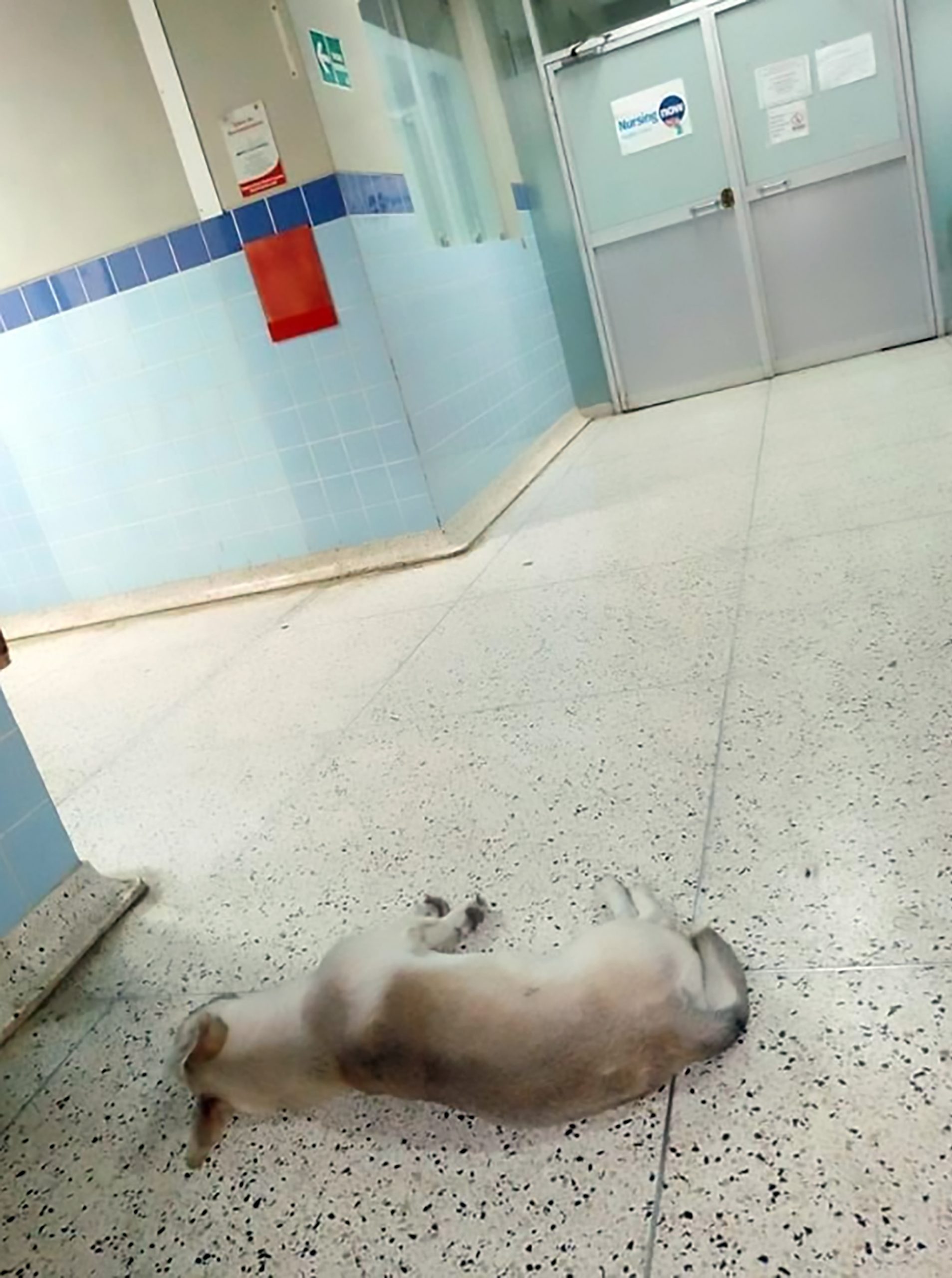 Read more about the article Loyal Dog Waits Outside Hospital Ward Where Owner Died