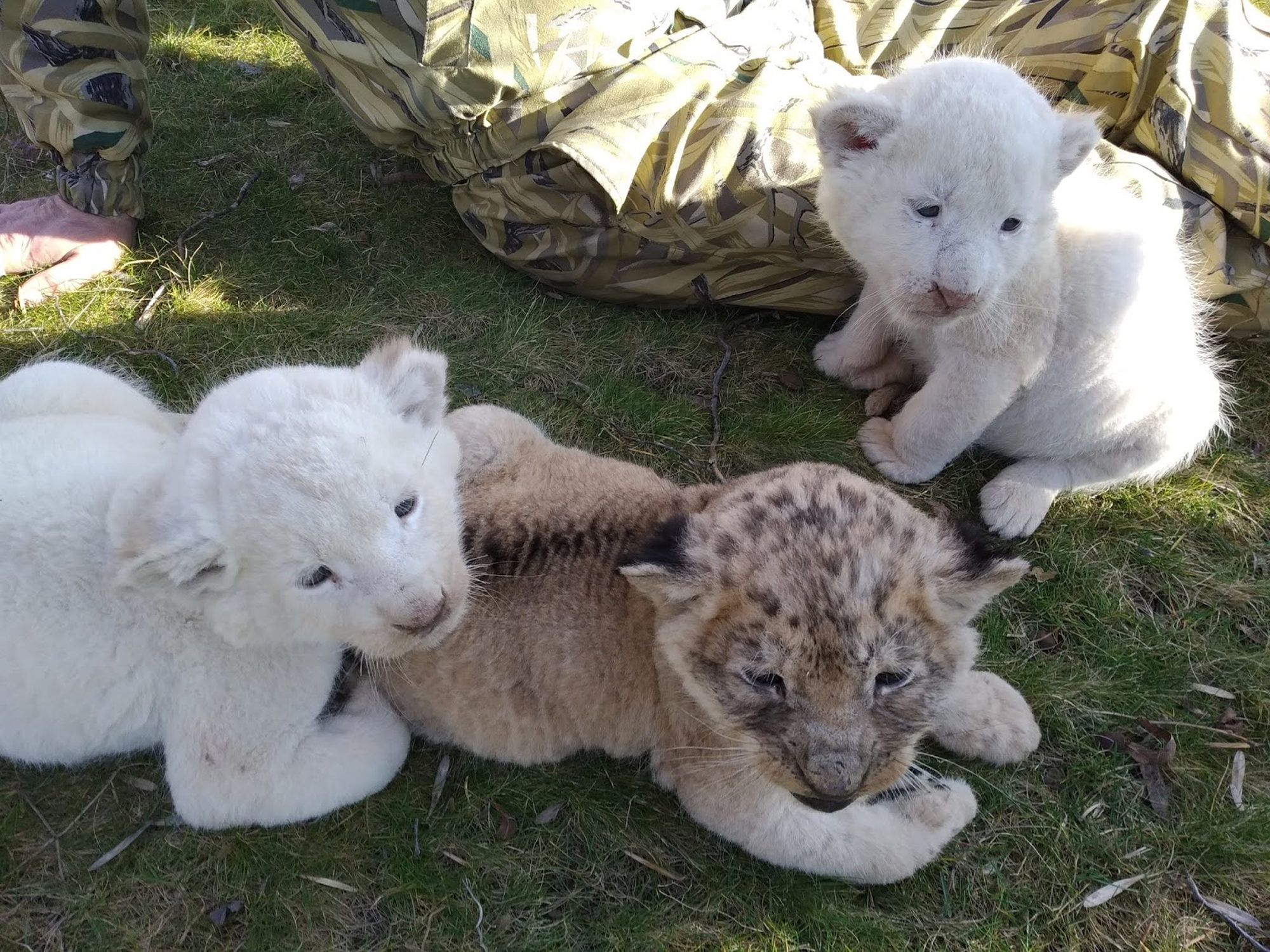 Read more about the article Three Different Coloured Lion Cubs Born To Same Mum
