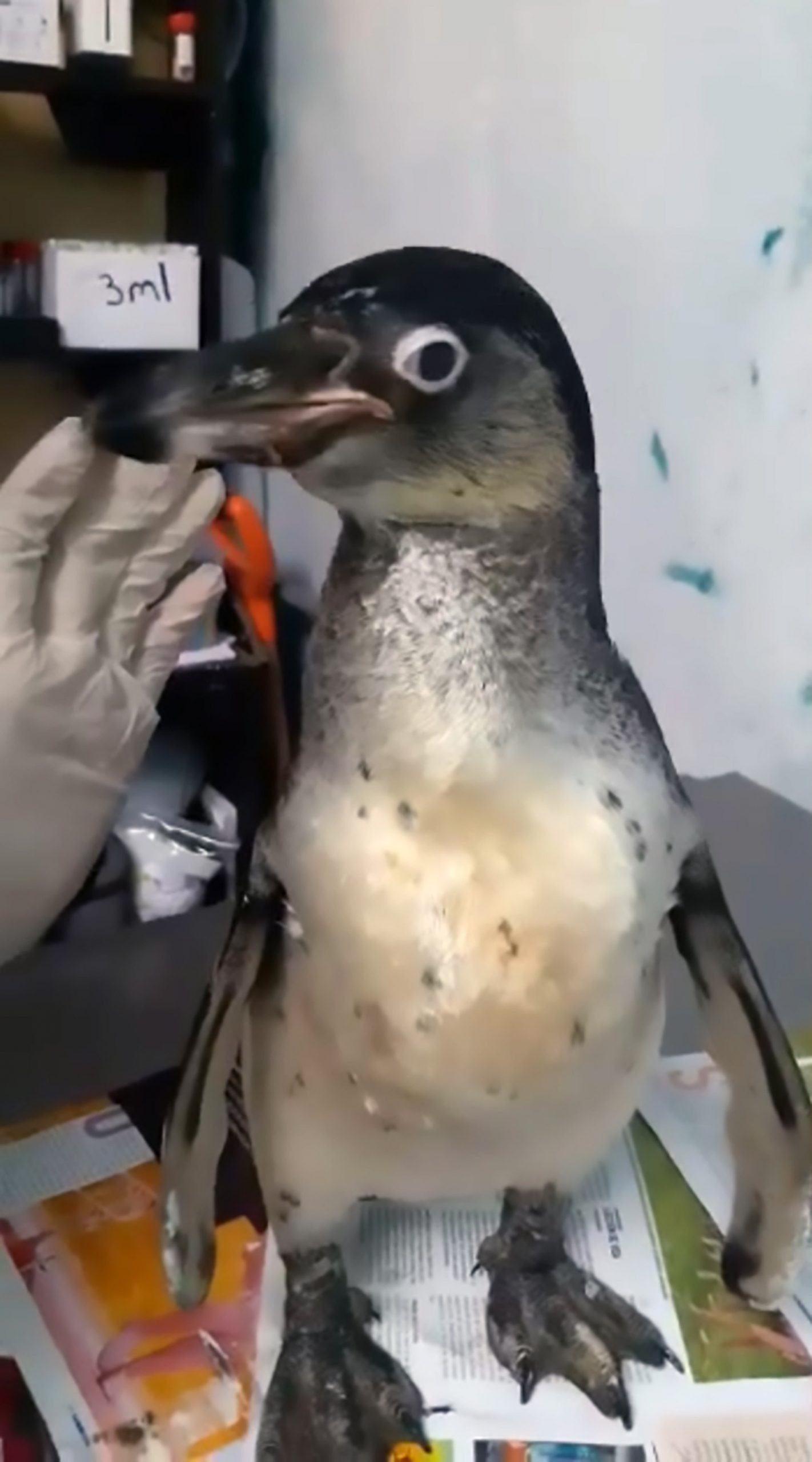Read more about the article Starving Penguins Rescued After Dog Attack In Home