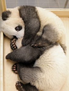 Read more about the article Meet Berlins Cute Panda Twins Pit And Paule