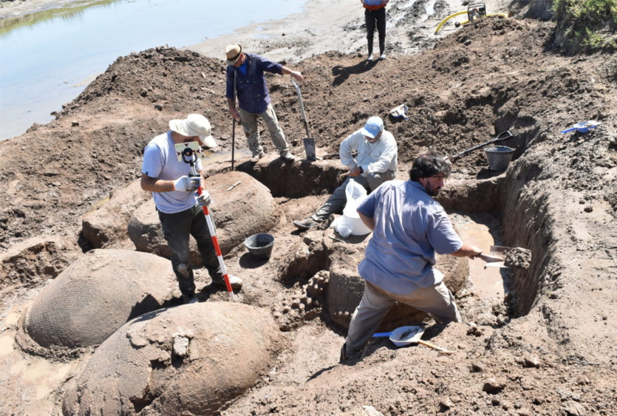 Read more about the article VW-Sized Prehistoric Armadillo Remains Found In Riverbed
