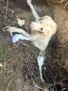 Read more about the article Partially-Buried Dog Rescued From Bottom Of Ravine