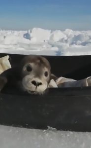 Read more about the article Fishermen Rescue Whimpering Baby Seal That Lost Its Mum